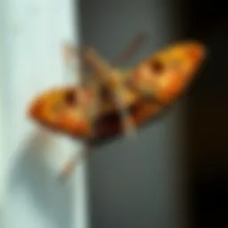 Understanding Pantry Moths in Your Home Introduction