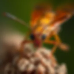 A close-up of a common pest in Napa, showcasing its features