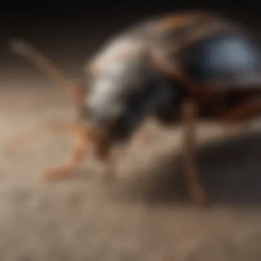 Effective Pest Identification Techniques Visual guide to identifying pests effectively.