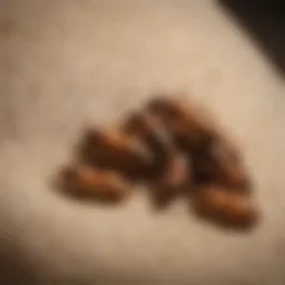 Close-up view of pillow termites on fabric