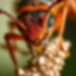Understanding Protein Ant Baits: Efficacy and Practical Applications Introduction