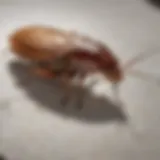 Close-up of a German cockroach on a kitchen countertop