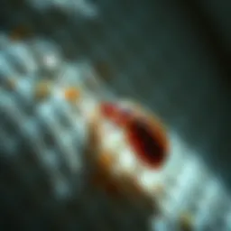 Close-up of a bed bug on a mattress