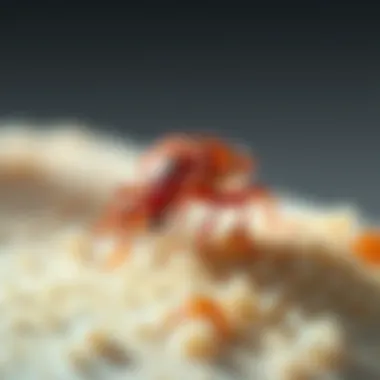 Bed Bug Feeding Behavior Visual representation of bed bug feeding habits