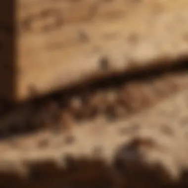 Close-up view of termites in a wooden structure