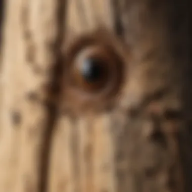 Close-up of termite damage on wood