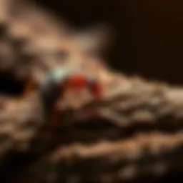 Understanding Termite Dynamics in Central Arkansas Introduction