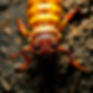 Notable Understanding Termite Dynamics in Central Arkansas Notable Understanding Termite Dynamics in Central Arkansas