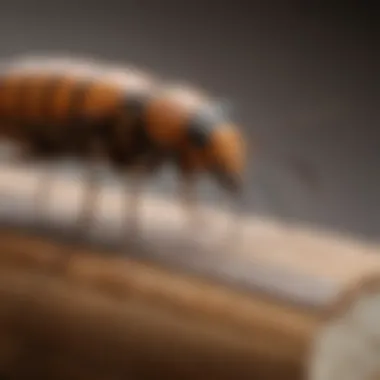 Technical Features and Specifications Technical specifications and features of a termite inspection cartridge