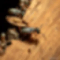 Close-up of termite damage on wood