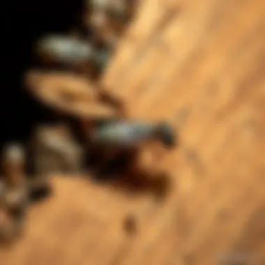 Termite Damage Highlighted Close-up of termite damage on wood