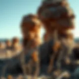 A close-up of termite mounds in California's landscape