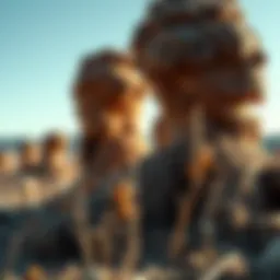 A close-up of termite mounds in California's landscape