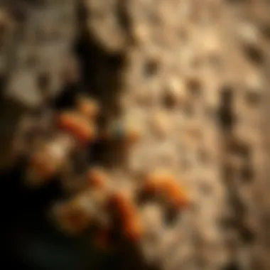 Visual representation of the damage caused by termite infestations