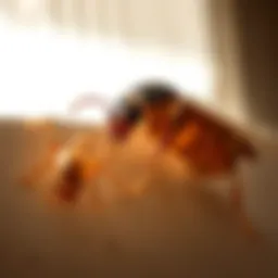 Understanding Termite Spray for Indoor Use Introduction