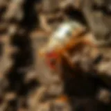 Understanding Termites in San Francisco: An In-Depth Exploration Introduction