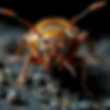 Notable Understanding Termites in San Francisco: An In-Depth Exploration Notable Understanding Termites in San Francisco: An In-Depth Exploration
