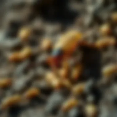 Understanding Termites in San Francisco: An In-Depth Exploration Summary Understanding Termites in San Francisco: An In-Depth Exploration Summary