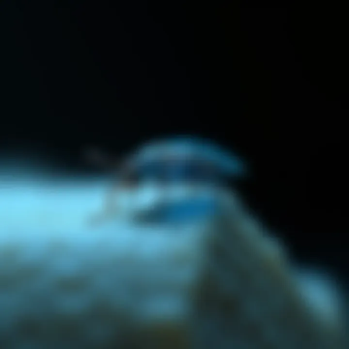 Notable Understanding the Bed Bug Blue Test: Insights and Implications