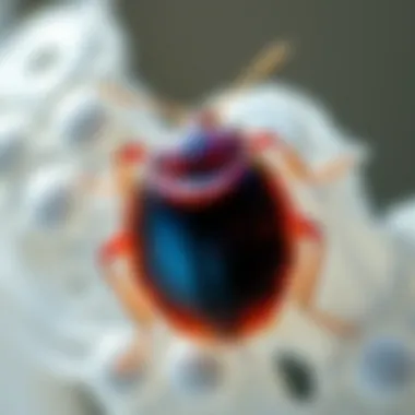 Understanding the Bed Bug Blue Test: Insights and Implications Summary Understanding the Bed Bug Blue Test: Insights and Implications Summary