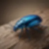 Close-up of the blue bug showcasing its vibrant coloration