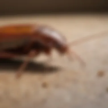 Close-up view of a cockroach in a household setting, illustrating infestation signs.