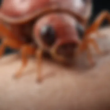 Flea bite close-up on skin showing red welts