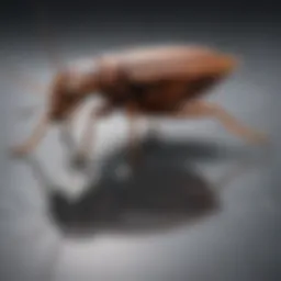 Close-up of a German cockroach on a surface