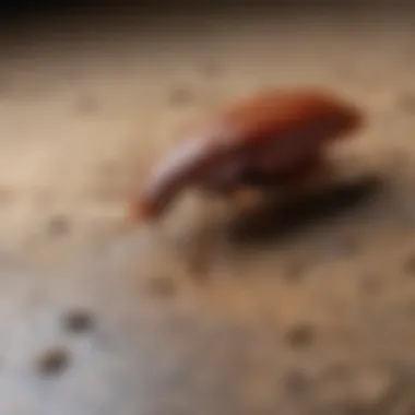 Signs of Infestation Signs of cockroach infestation in a household