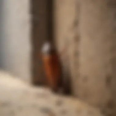 Cockroach hiding in a crack