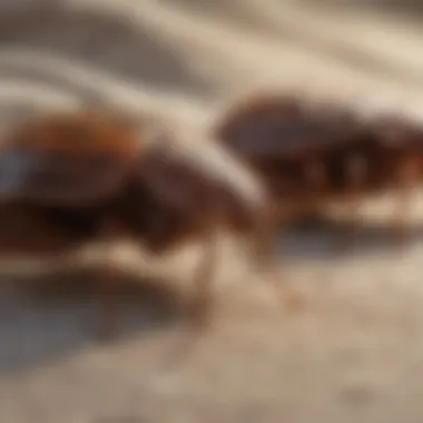 Close-up of bed bugs on fabric