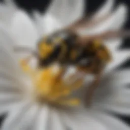 A close-up of a wasp on a flower, showcasing its intricate body structure.