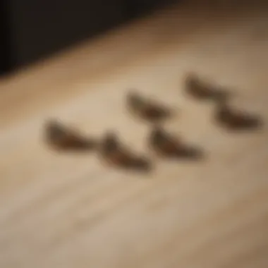 Tiny Moths on Kitchen Cabinet Close-up of tiny moths resting on a kitchen cabinet.
