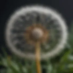 Close-up of dandelion leaves and flowers