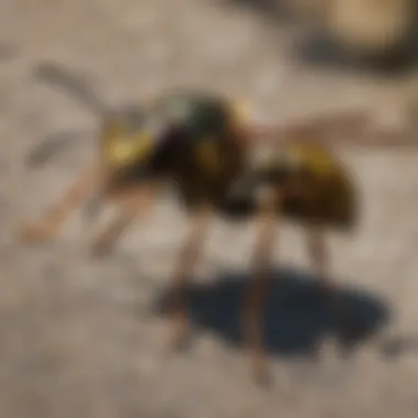 Common Garden Wasp Species Various species of wasps found in gardens