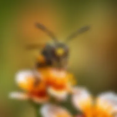 Close-Up of a Wasp on a Flower A detailed close-up of a wasp perched on a flower, showcasing its intricate body structure and coloration.