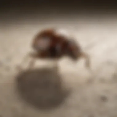 Eco-Friendly Pest Management with Boric Acid Eco-friendly pest management strategies with boric acid