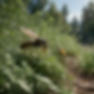 A variety of herbs that can deter wasps, displayed in a natural setting