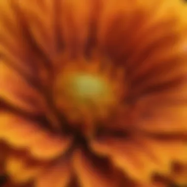 Marigold: Nature's Deterrent Close-up of a marigold flower, recognized for its pest-repelling properties