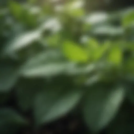 Close-up of peppermint leaves illustrating the source of peppermint oil