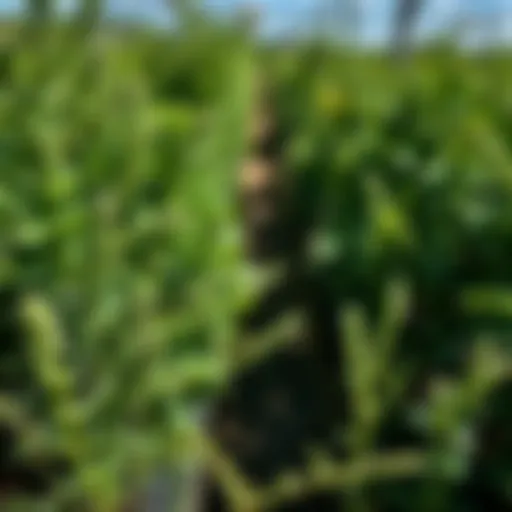 Valley Crest Nursery: An In-Depth Examination Introduction