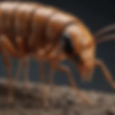 Close-up of warrior termite in natural habitat showcasing its mandibles