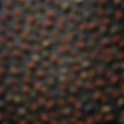 Close-up view of various ant baits arranged on a table