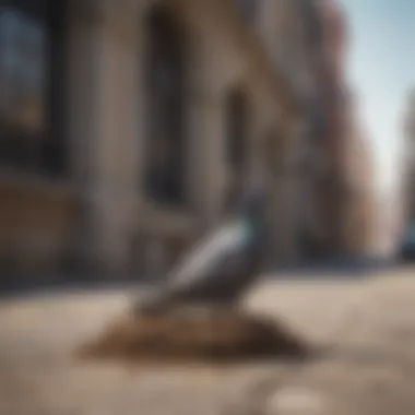 Pigeon nesting in an urban environment