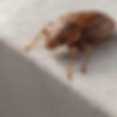 A close-up view of a bed bug mattress cover showcasing its texture and quality.