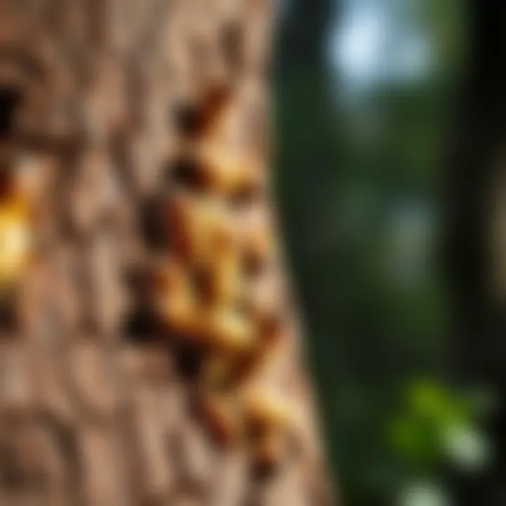 Diagram showing wood-destroying organisms